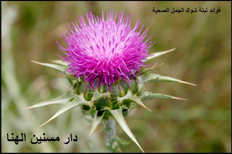 رعاية المسنين